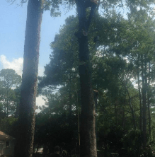 Tree Service Panama City, FL