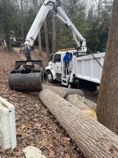 Tree Line Property Svcs ,LLC, Tree Removal