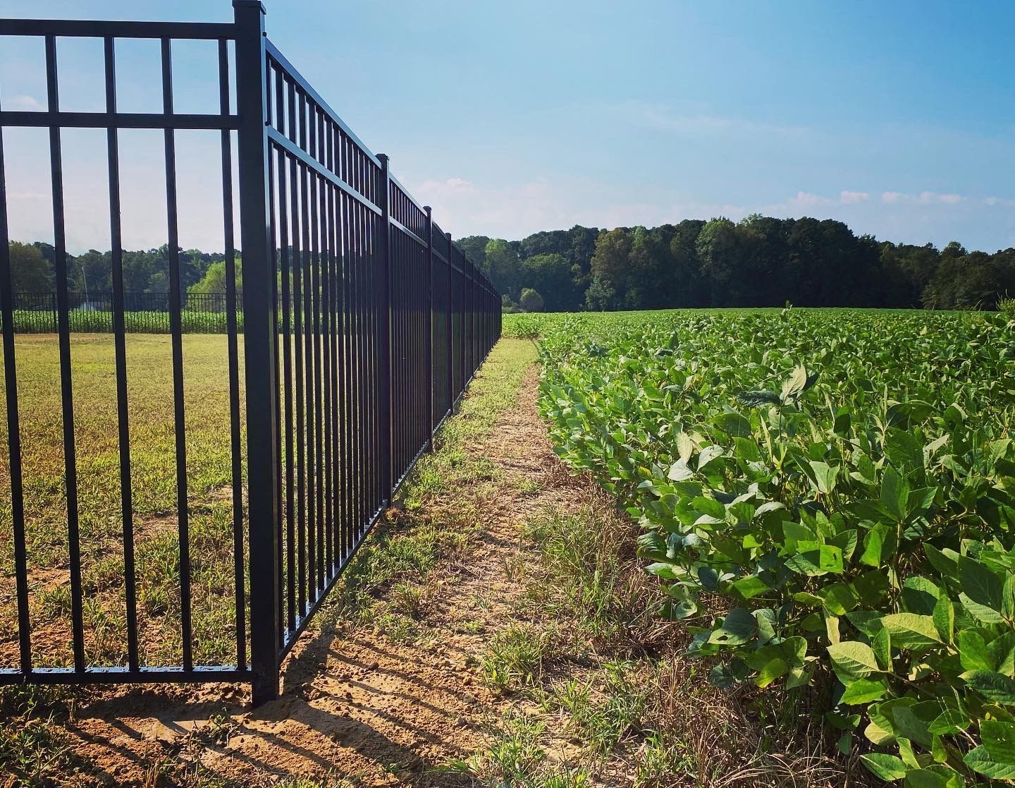 A black fence surrounds a field of green plants.