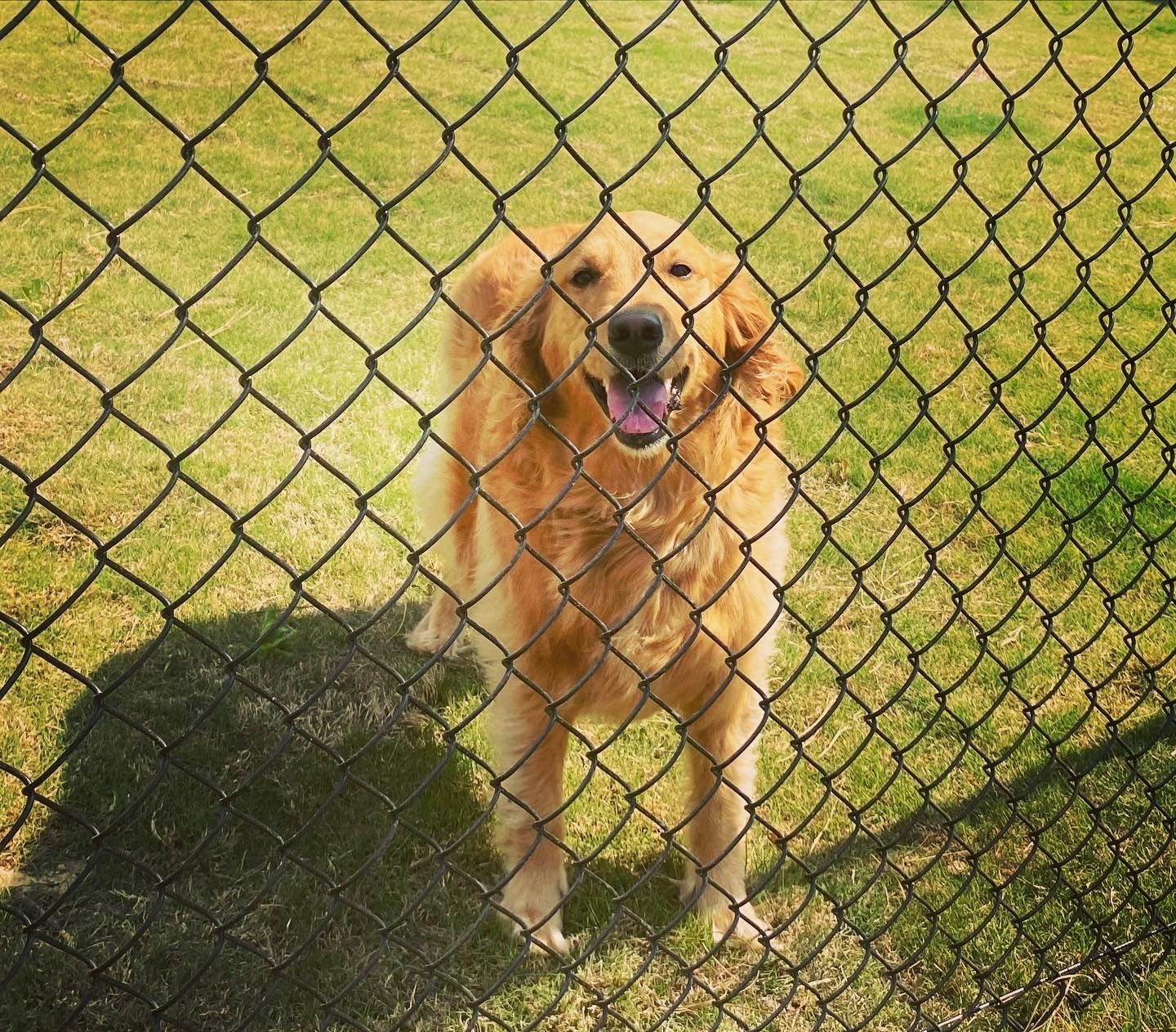 A dog is standing behind a chain link fence