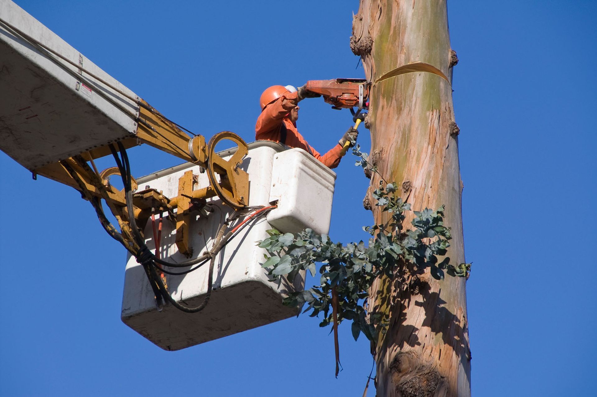 A man in a bucket is cutting a tree