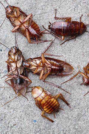 Roaches