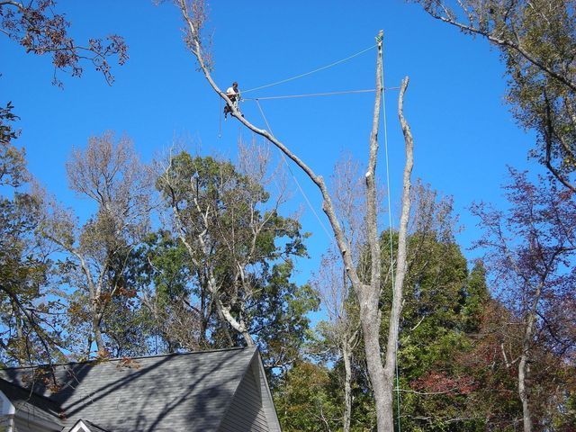 Tree Service