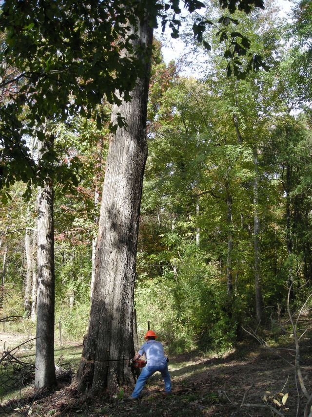 Tree Cutting