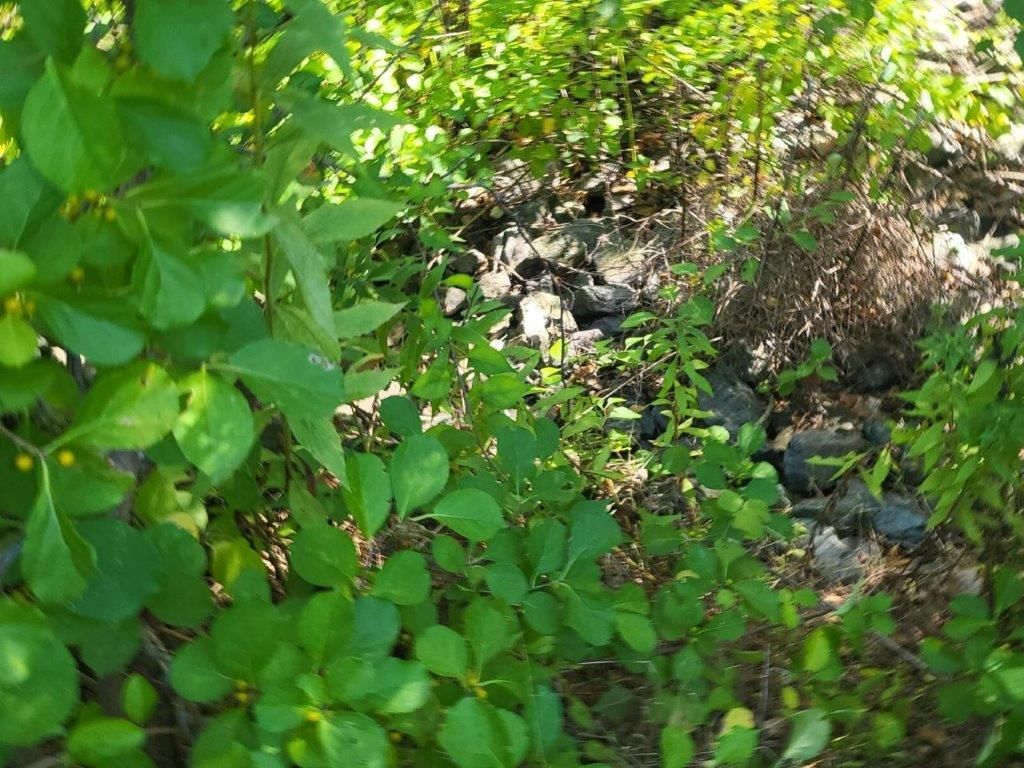 A bush with lots of green leaves is surrounded by rocks.