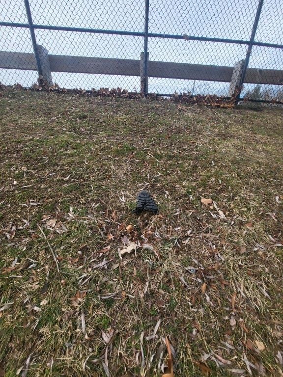 A turtle is laying in the grass next to a chain link fence.
