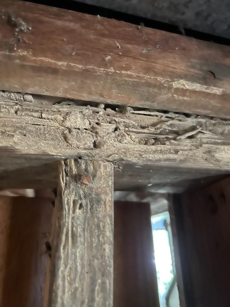 Downstairs Hallway Termite Damage