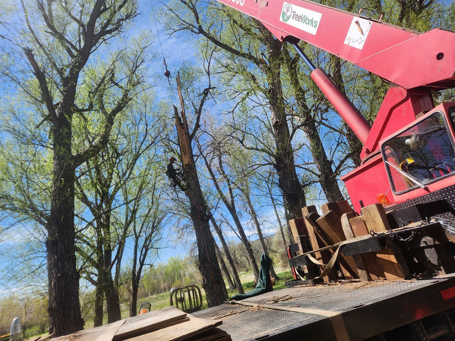 A red crane removing a damaged tree, worker in the tree, blue sky and green trees in the background.