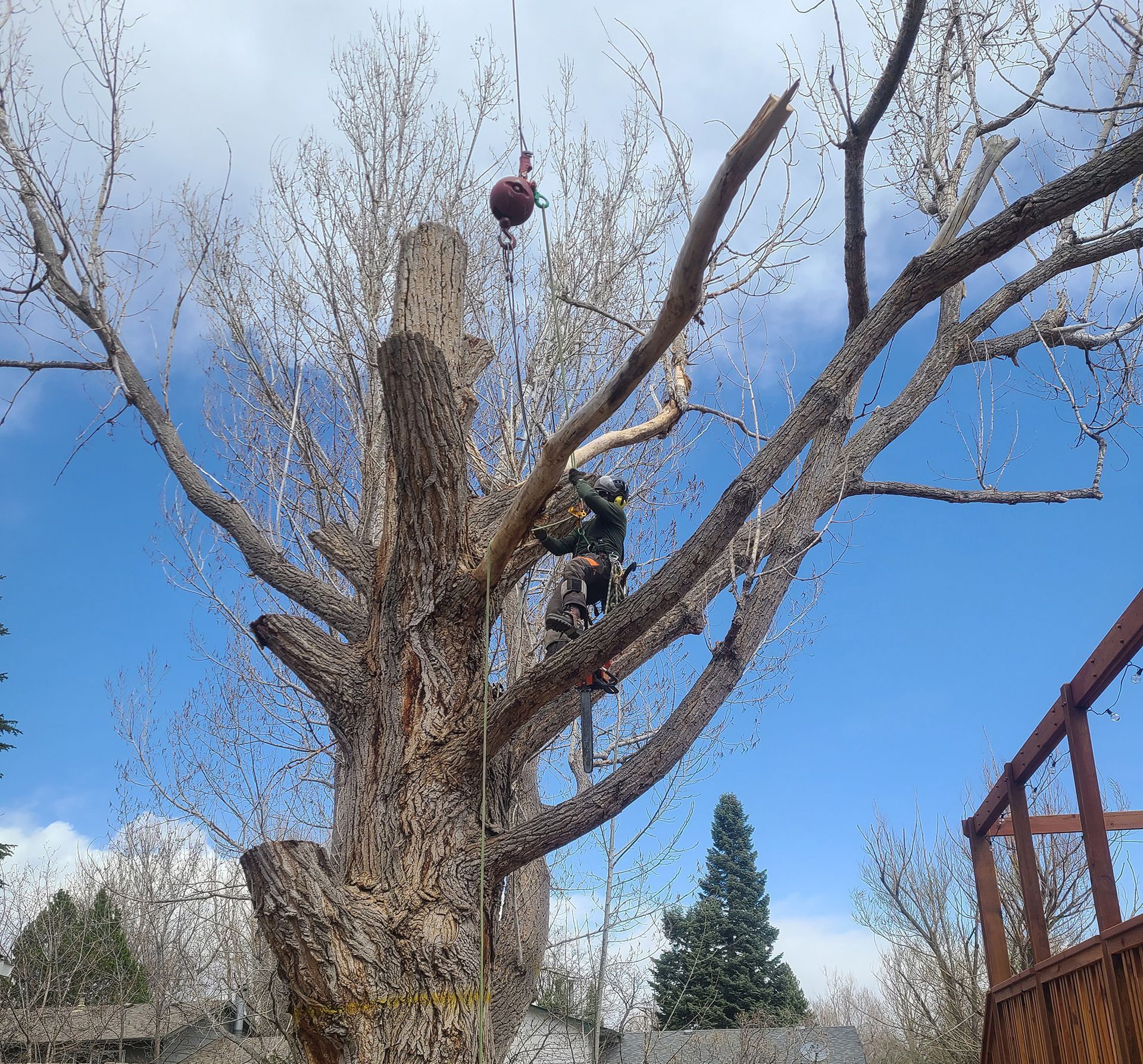 Tree Works Tre421 Tree Tree Cutting Ft Collins, CO | TreeWorks