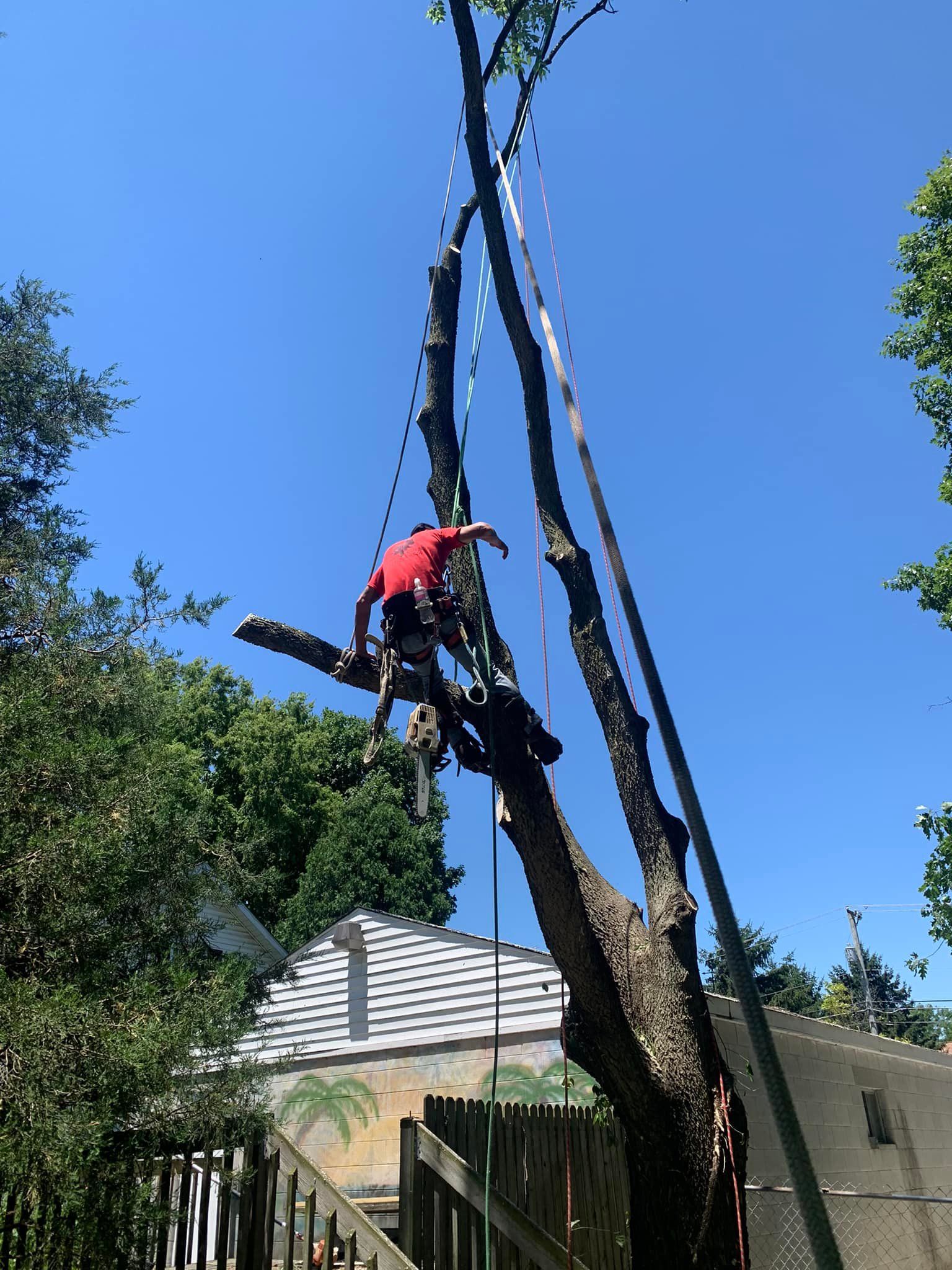 A man in a red shirt is climbing a tree.