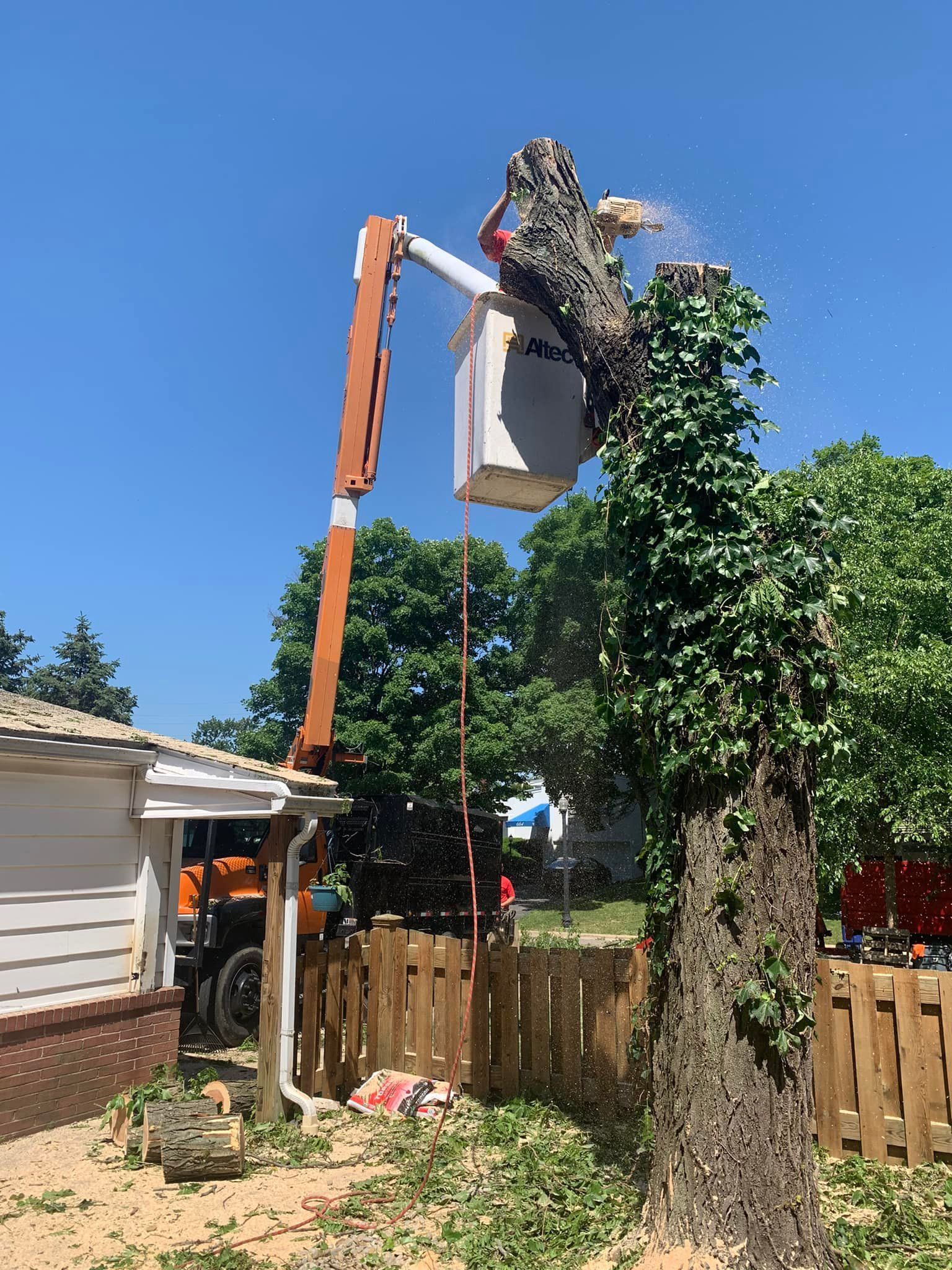 A man in a bucket is cutting down a tree in front of a house.