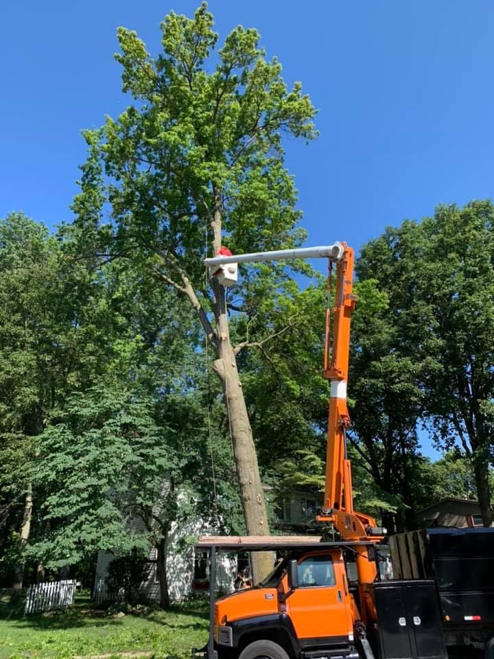 A man is cutting a tree with a crane.