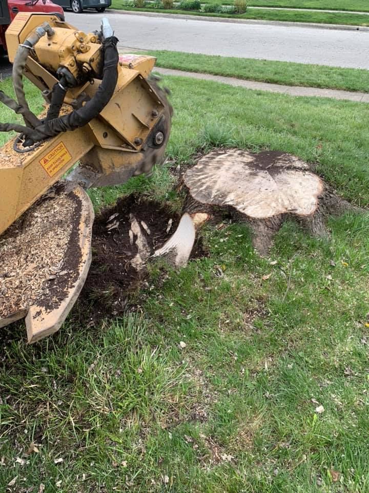 A stump grinder is cutting a tree stump in the grass.