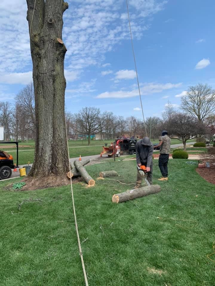 A man is cutting a tree with a chainsaw in a park.
