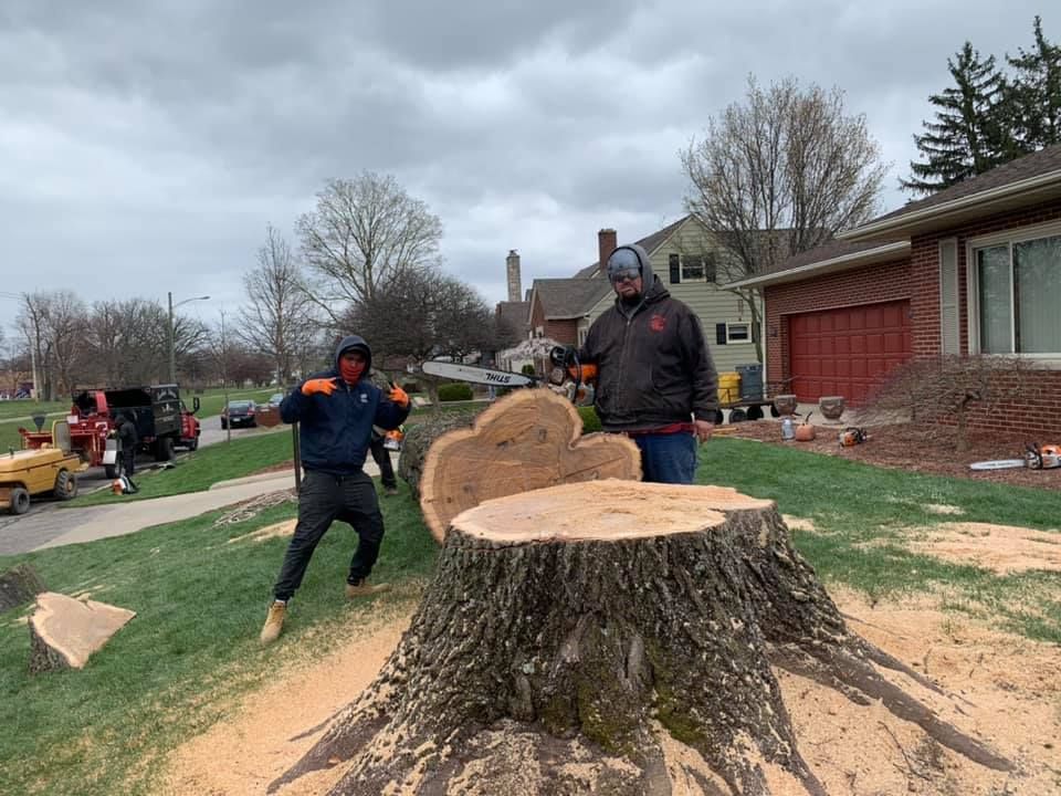 Two men are standing next to a large tree stump.