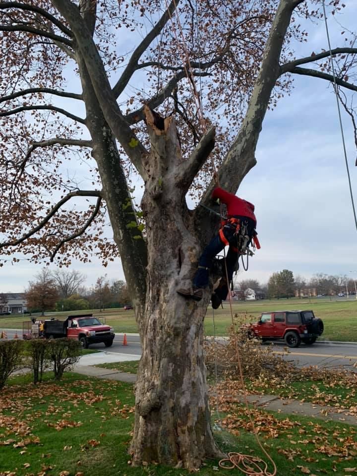 A man in a red jacket is climbing a tree