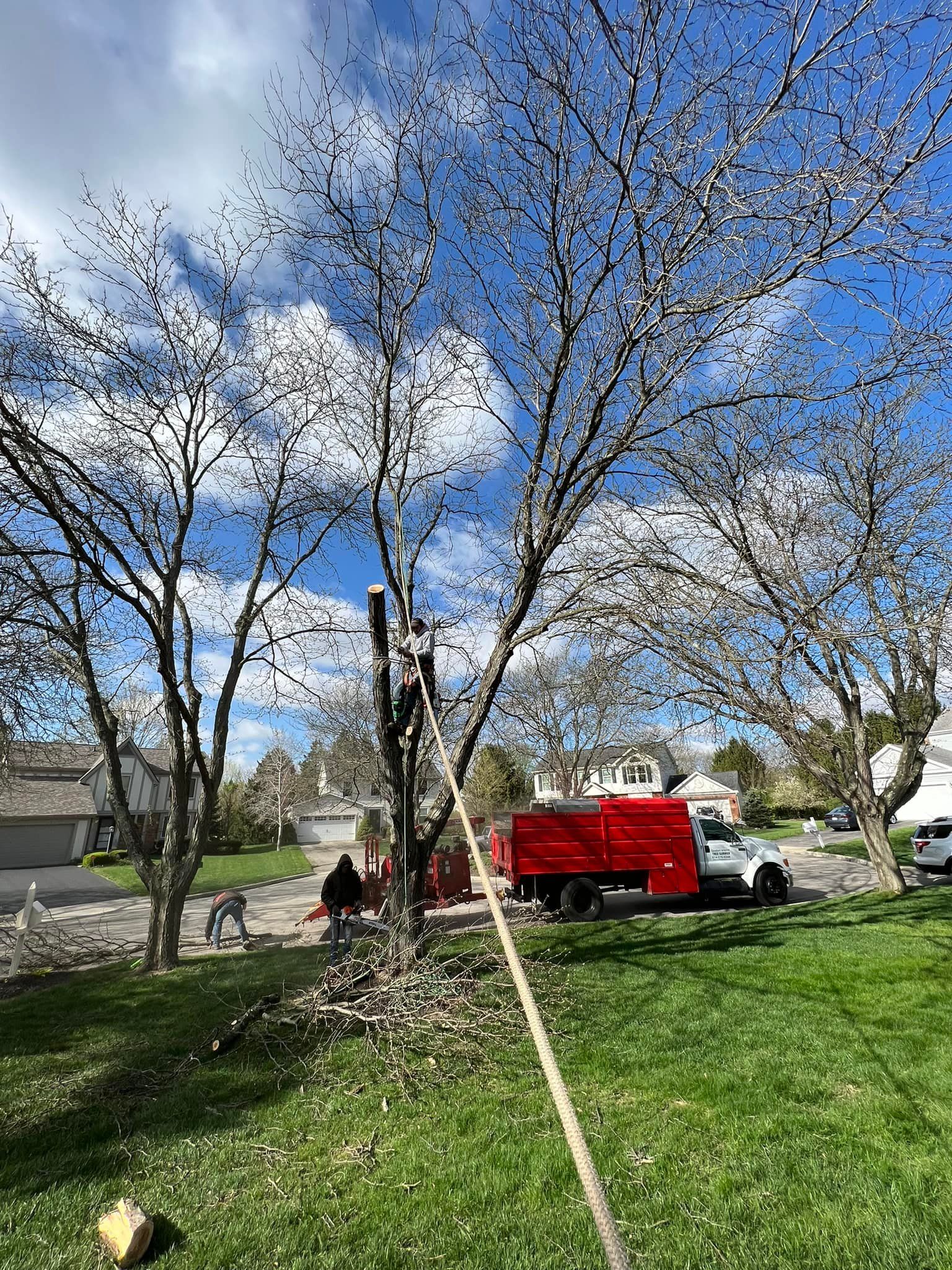 A red truck is parked in the grass next to a tree.
