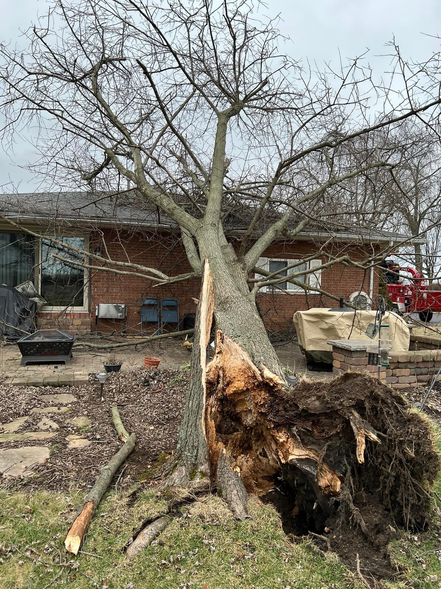 A tree that has fallen in front of a house.