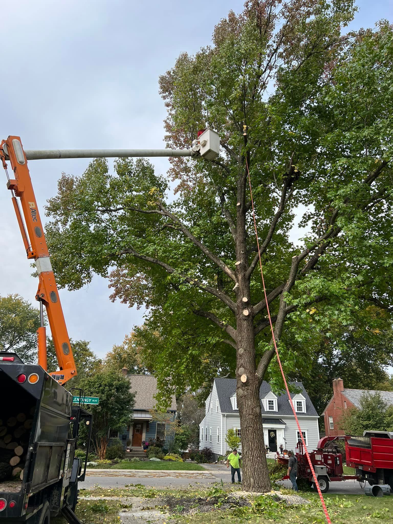 A man is cutting a tree with a crane.