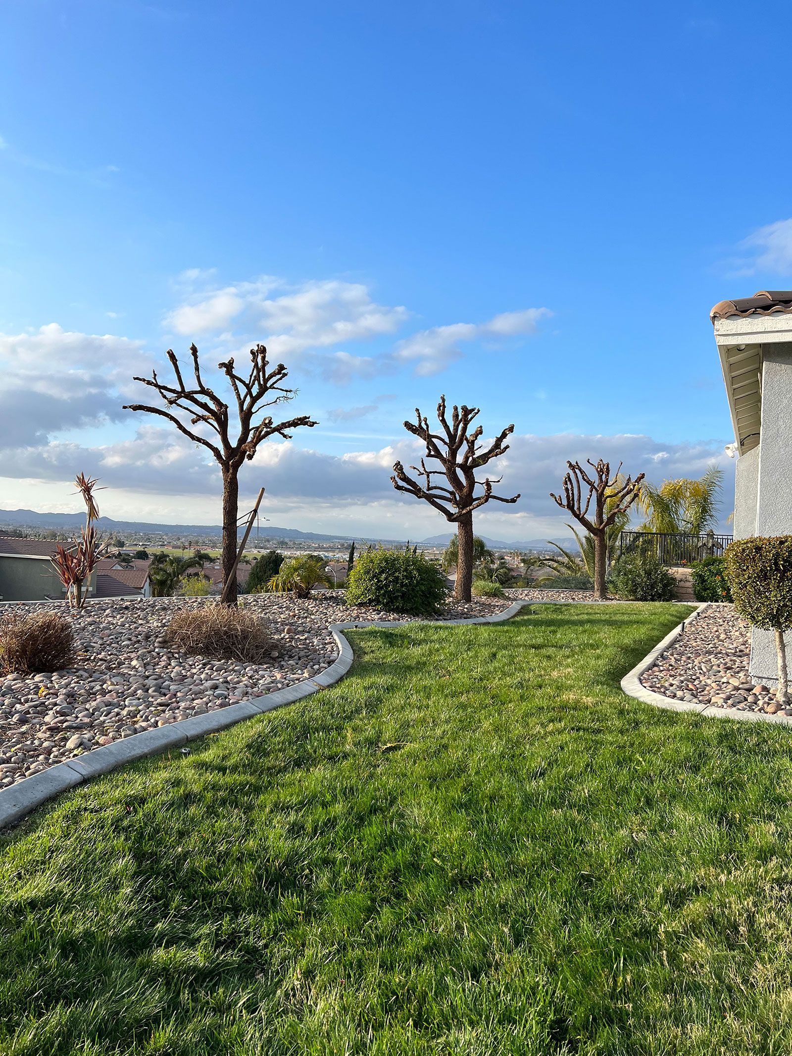 Landscape area and trees without leaves
