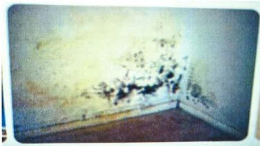 Mold growth on a wall in a corner of a room, with dark splotches and discoloration.