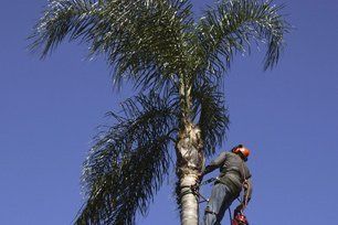 Palm Tree Skinning Anaheim