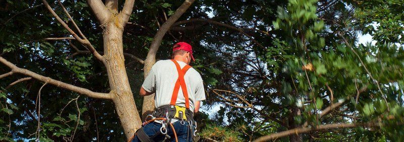 Tree & Stump Removal Orange County