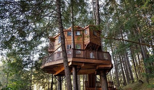 A large wooden treehouse with a wrap-around balcony nestled among tall evergreen trees in a forest.