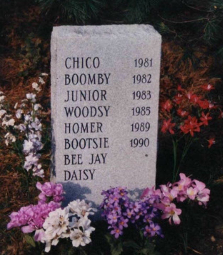 A gravestone for chico boomby junior woodsy homer bootsie bee jay and daisy