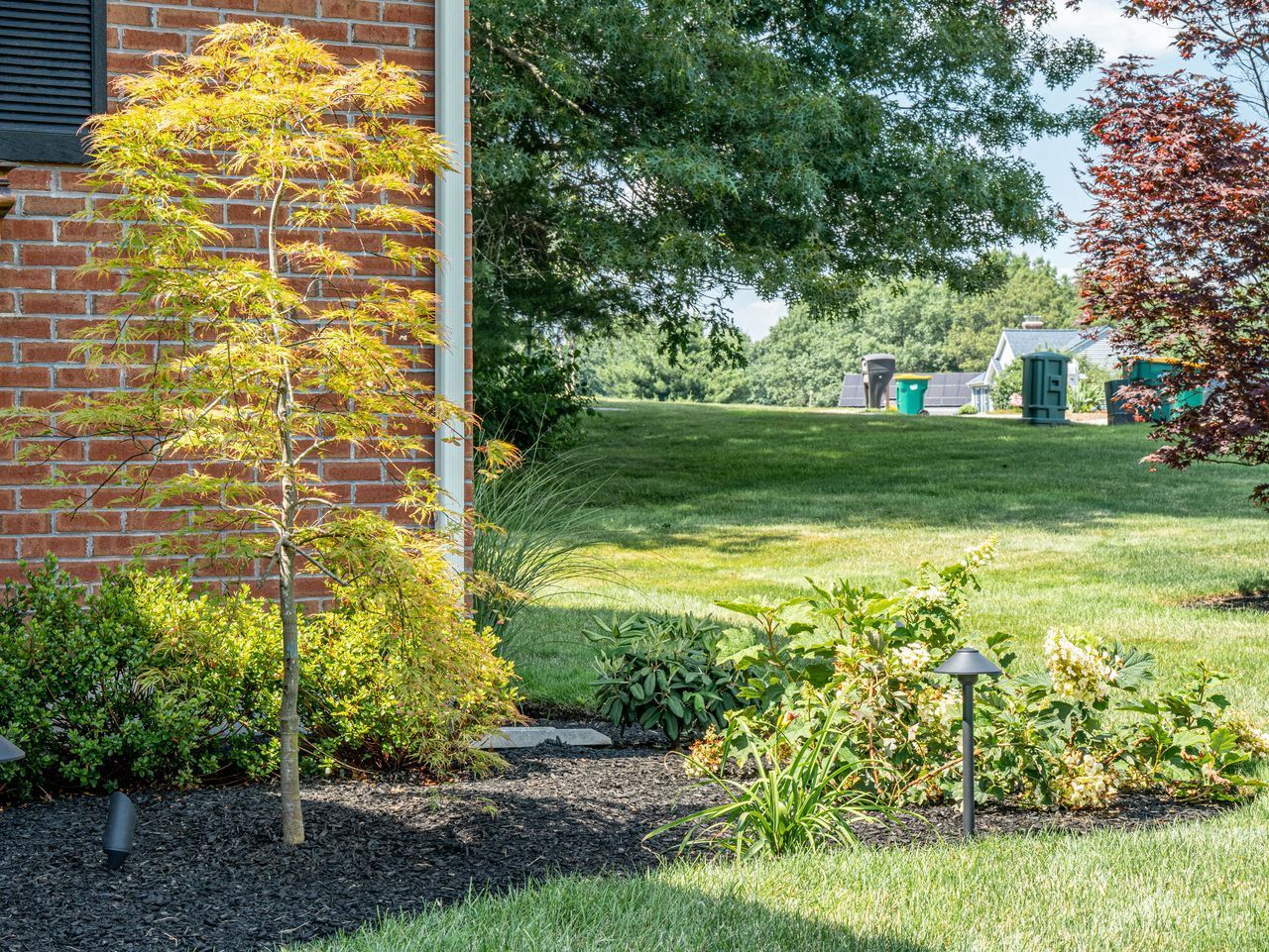 Backyard garden beside a brick house, with a yellow shrub, lawn, and trees in summer.