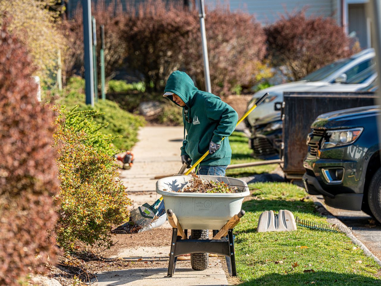 Person in green jacket trimming bushes beside a sidewalk, with a wheelbarrow and parked cars nearby.
