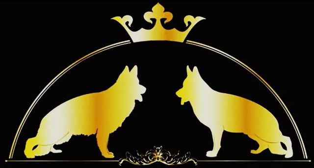 Tharik Vom Turkenkopf Awarded Vom Faehnrich - Chicagoland German