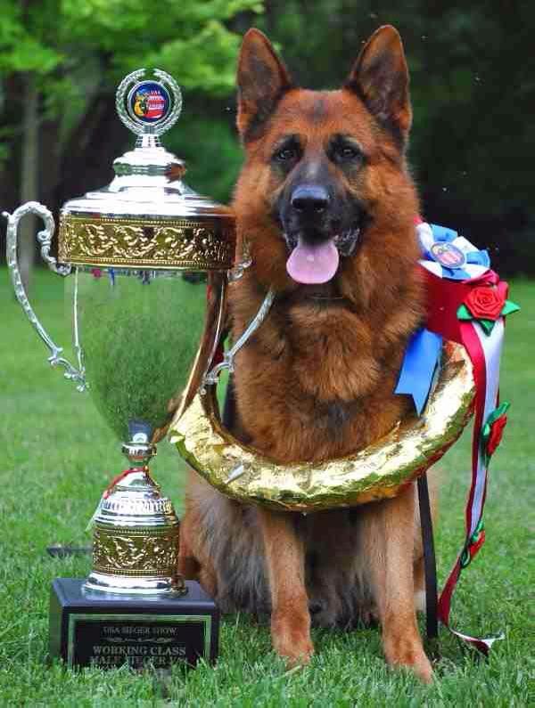 German Shepperd with award