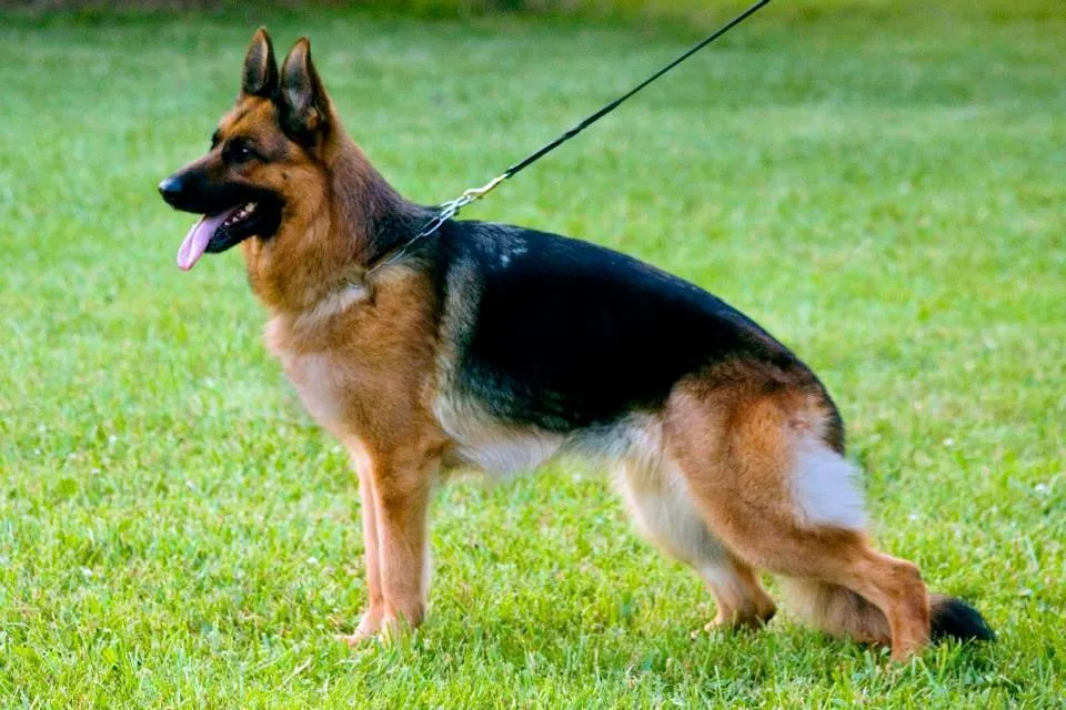German Shepherd