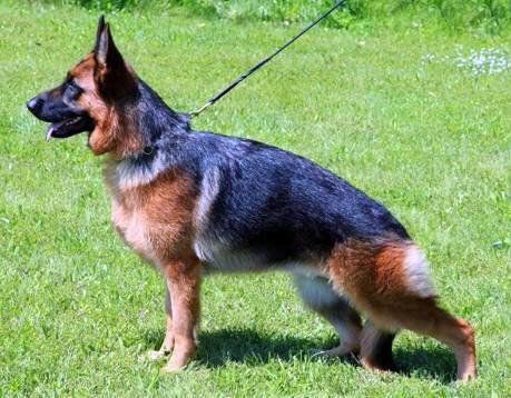 German Shepherd