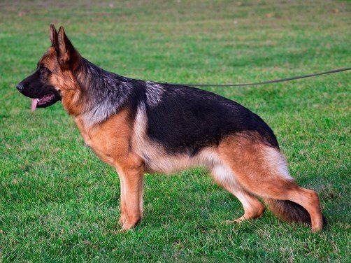 German Shepherd