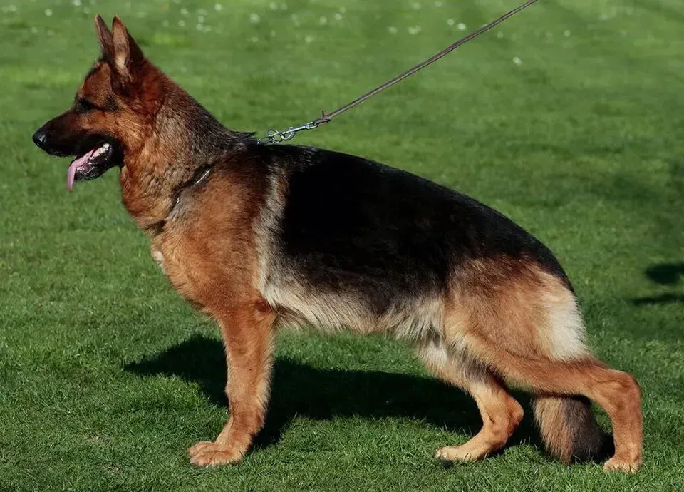 German Shepherd