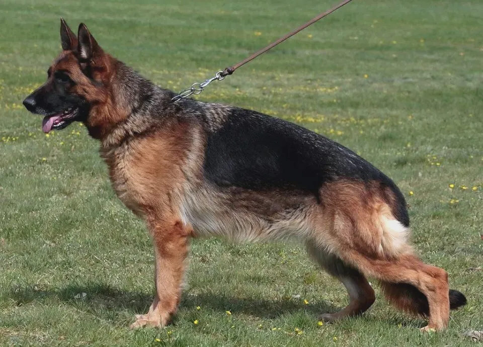 German Shepherd