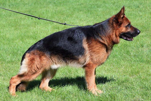German Shepperd