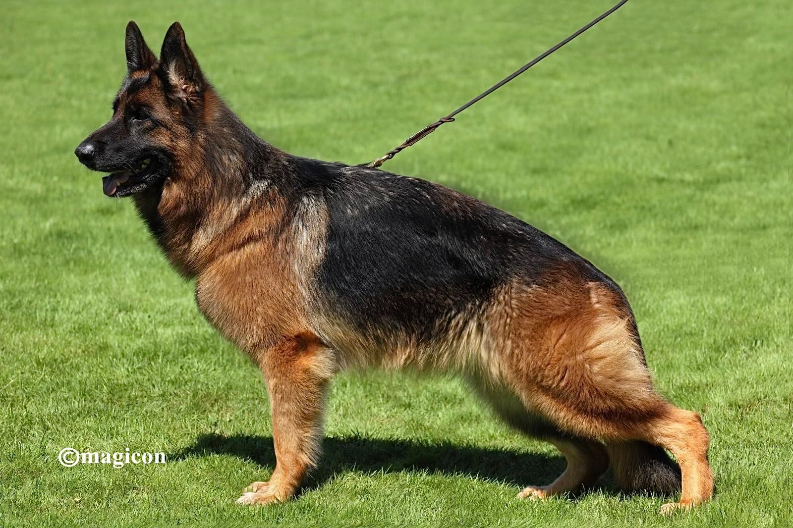 A German Shepherd with a black and tan coat standing on a green grass field while attached to a leash.