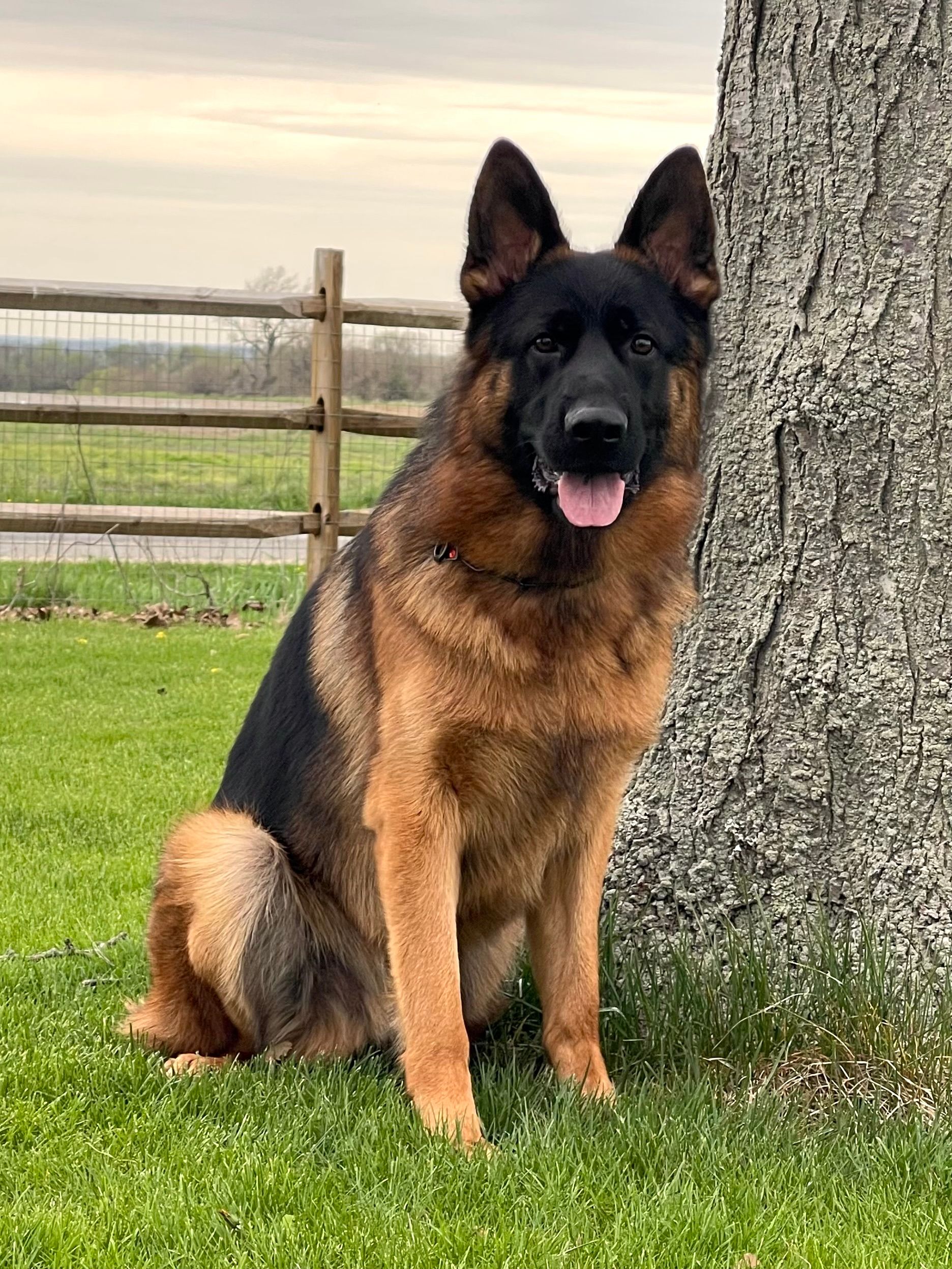 A black and tan German Shepherd sits on the grass beside a tree in front of a wooden fence on an overcast day.