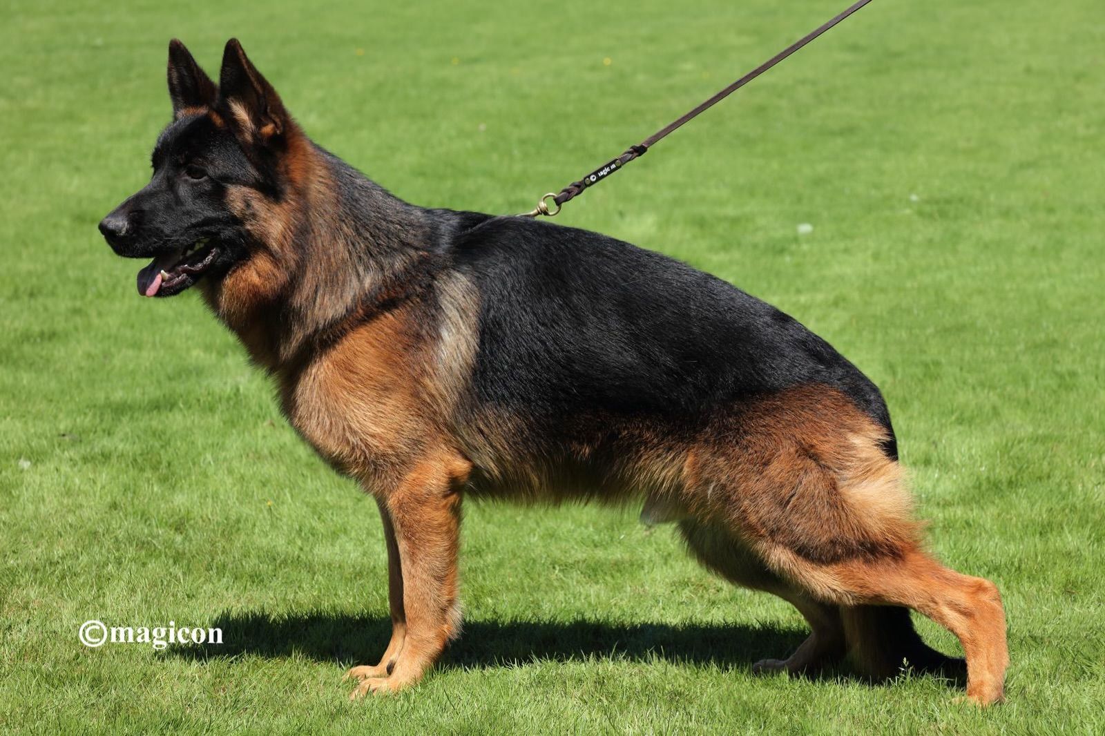 A German Shepherd stands on a grassy field in a show pose, viewed from the side while held on a lead.