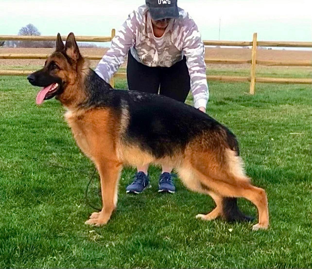 A German Shepherd with black and tan fur stands in a grassy field, with a person posing behind it near a wooden fence.