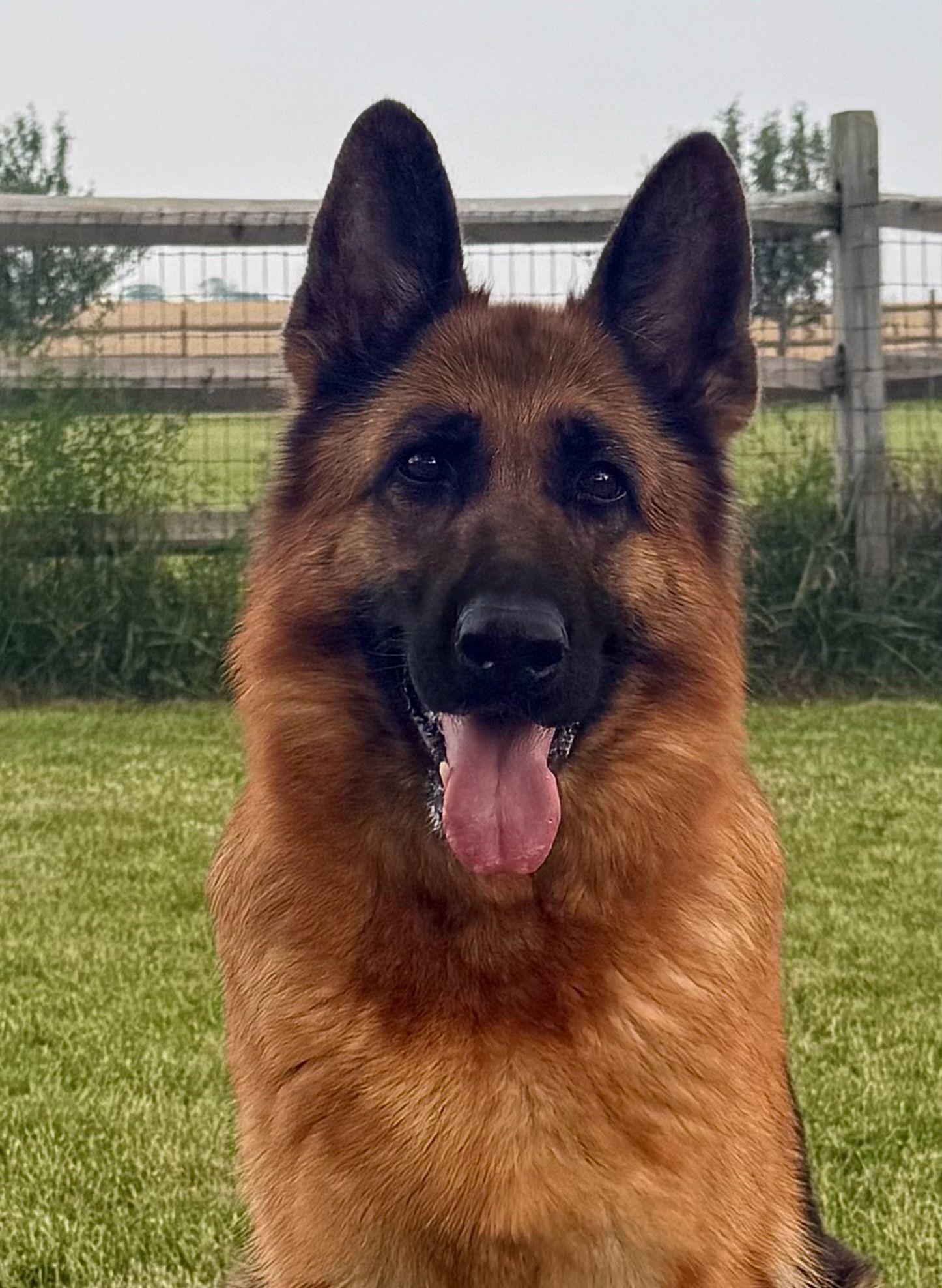 A German Shepherd dog with a happy expression and tongue out sits outdoors in front of a wooden fence and grassy field.