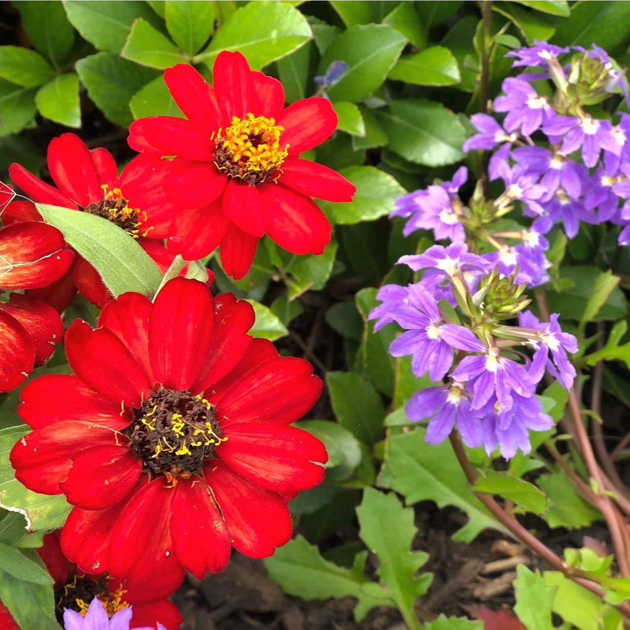 A bunch of red and purple flowers with green leaves
