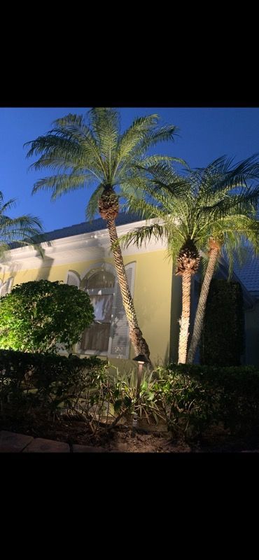 A couple of palm trees in front of a house at night.