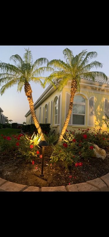 Two palm trees in front of a house with lights on them.
