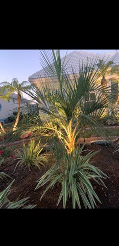 A palm tree is growing in a garden in front of a house.