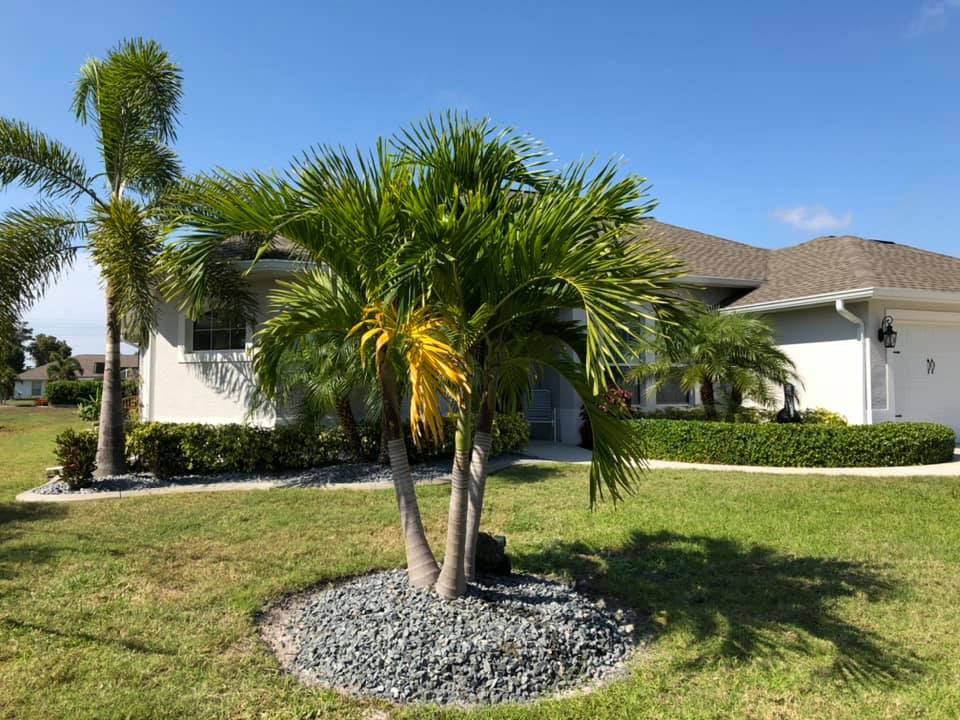 A palm tree in front of a house on a sunny day.