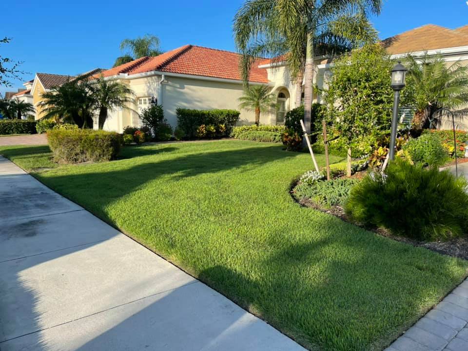 A lush green lawn is surrounded by palm trees and bushes in front of a house.